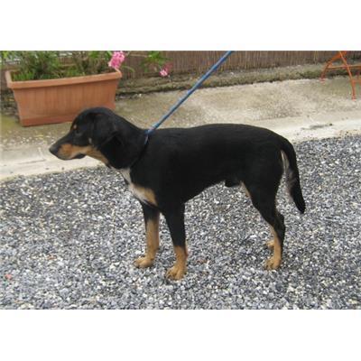 Comune Buggiano - 380260040518316