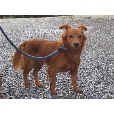 Comune Buggiano - 380260041439870