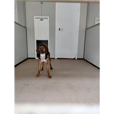 Comune Pescia - 380260044253648