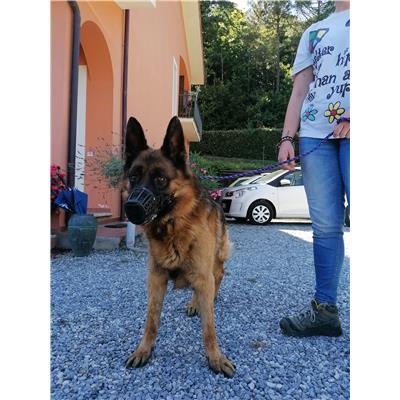 Comune Buggiano - 642098201513926