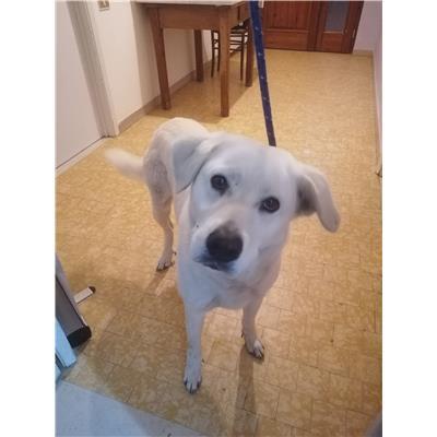 22N-18M-Laika