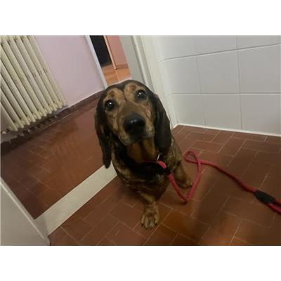 Unione dei Comuni della Garfagnana - 380260042523003