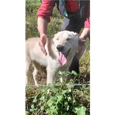 Comune Pescia - 380260140374509